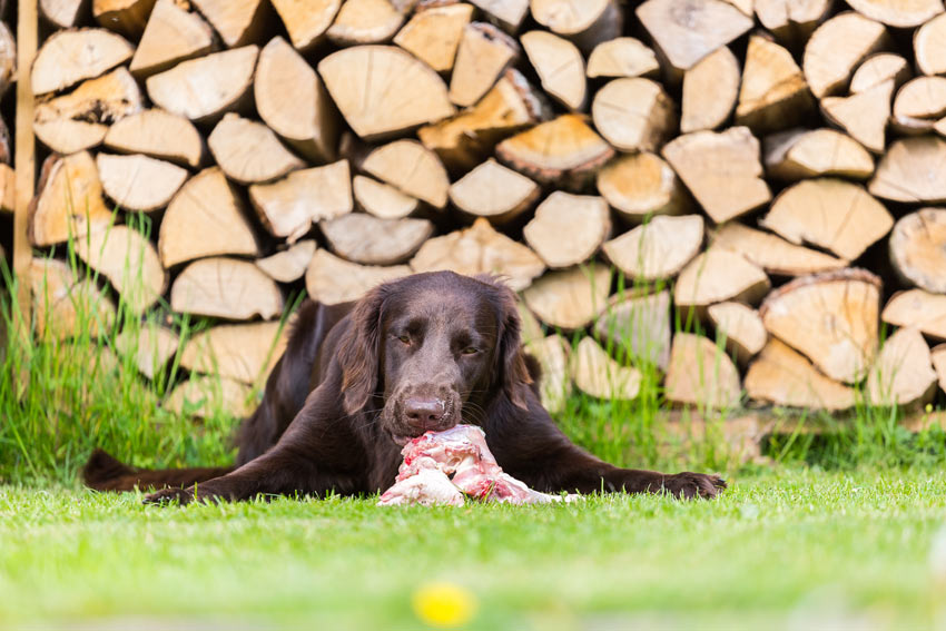 A_dog_eating_raw_beef_bought_from_the_local_butchers