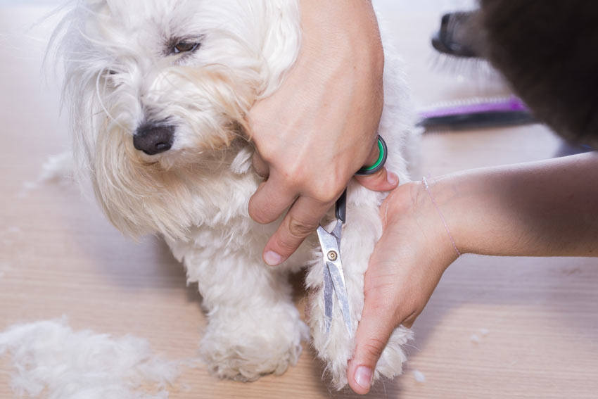 A West Highland Terrier Westie having paws groomed