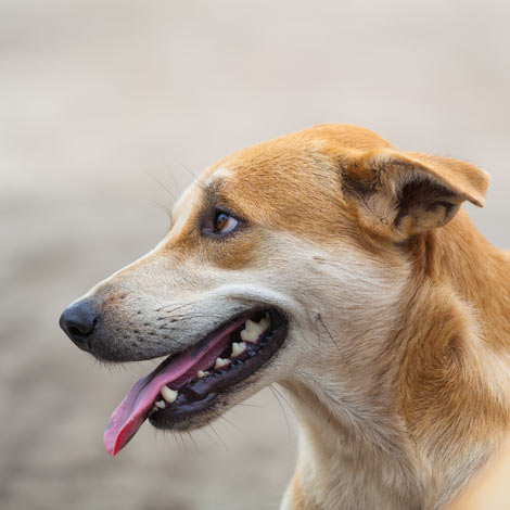 A healthy and happy dog panting