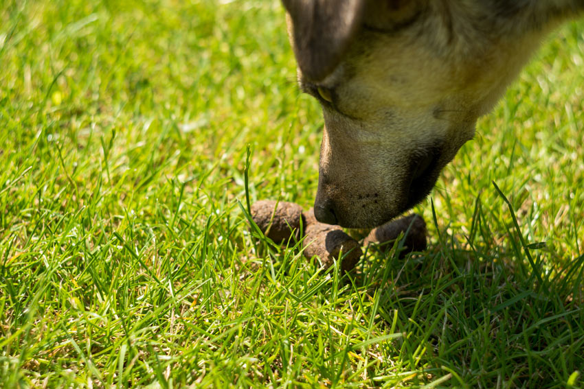 A dog sniffing dog poop