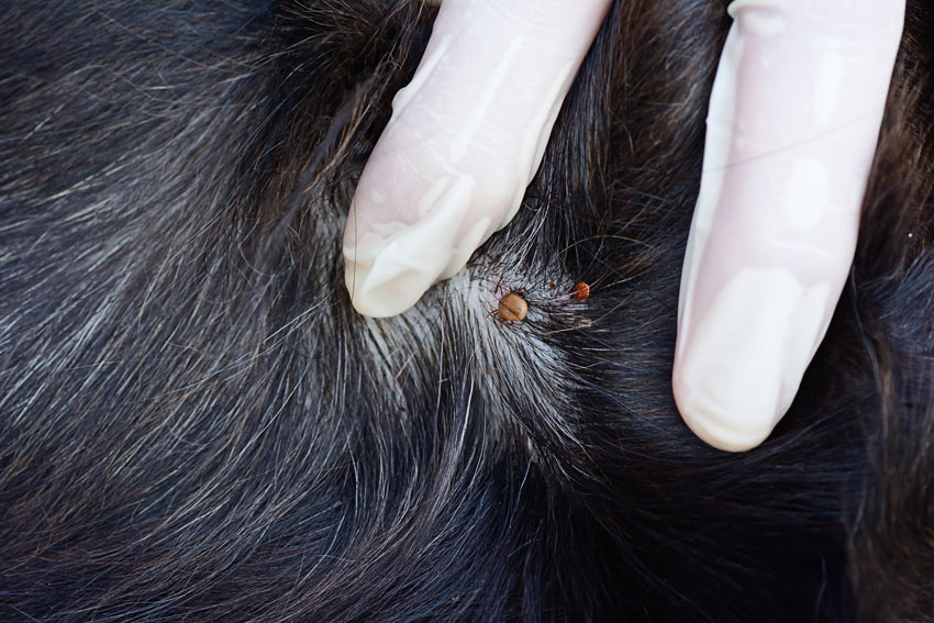 A dog with a tick on its skin