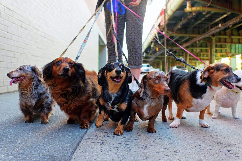 Dachshunds out for a walk in the town
