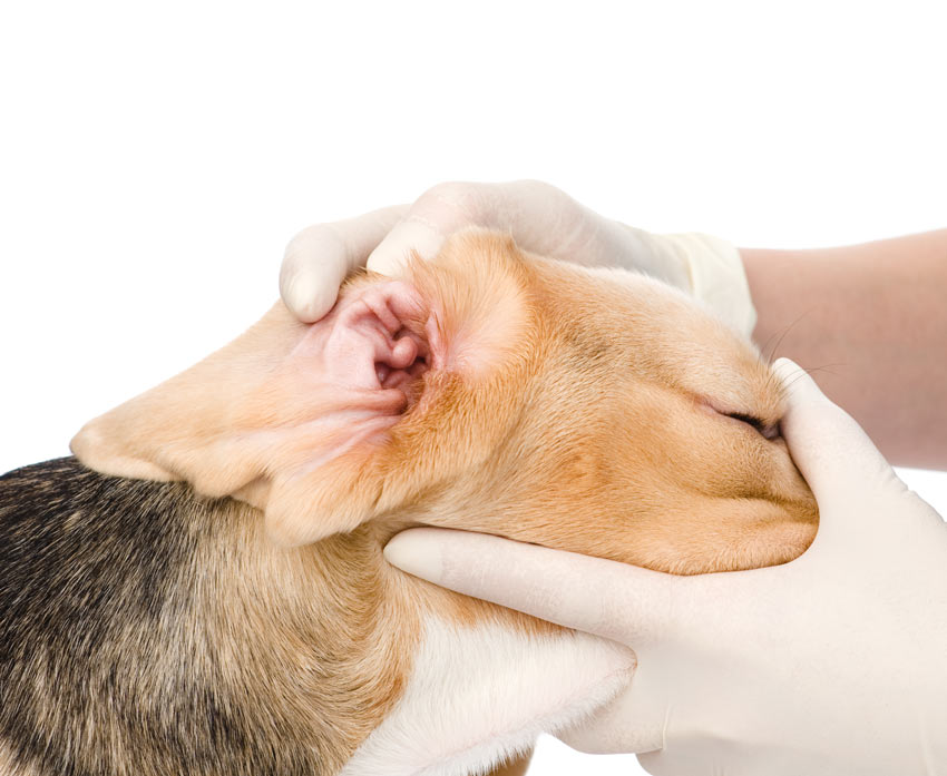 Administering ear drops to a dog