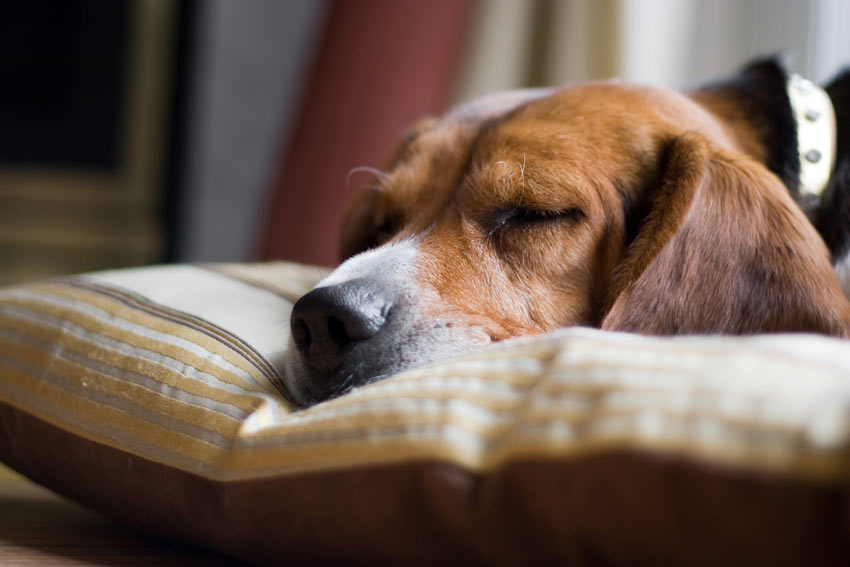 A healthy dog getting bored when left alone at home
