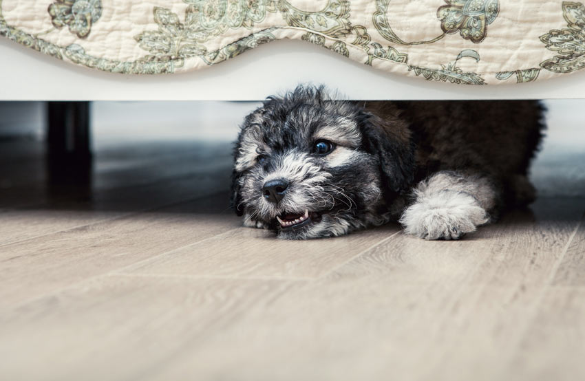 A lovely young dog playing inside growling under the bed