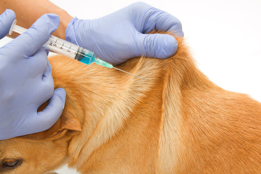 A puppy having its first injections in the scruff of its neck