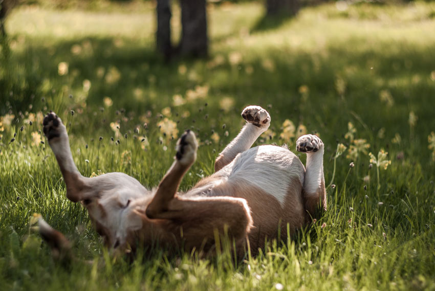 A very happy dog rolling around on the grass in the sun
