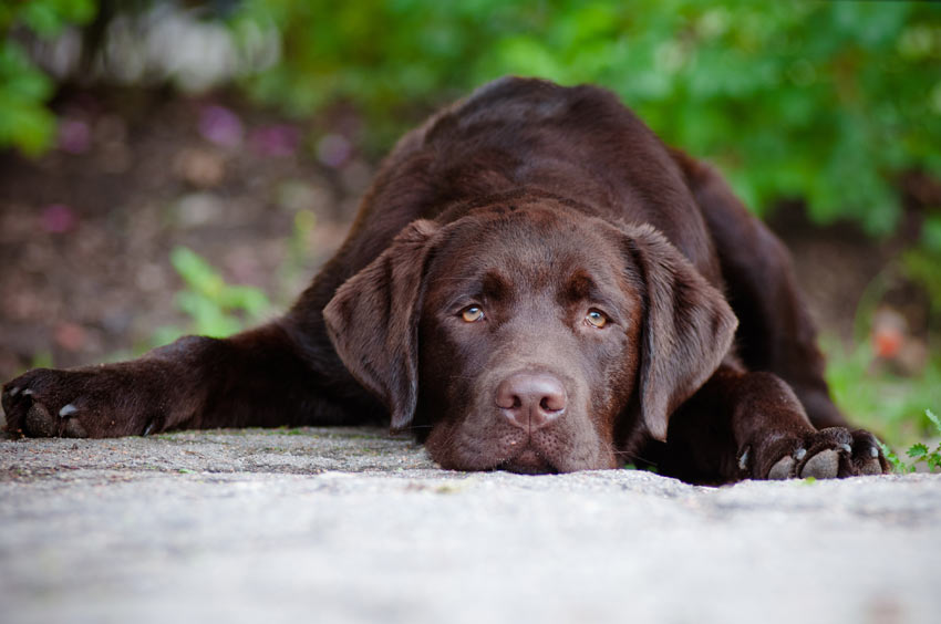 https://www.omlet.us/images/originals/Dog-Dog_Guide-A_very_sad_looking_choclate_Labrador_puppy.jpg