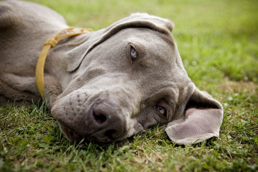 Weimaraner resting his head on the grass