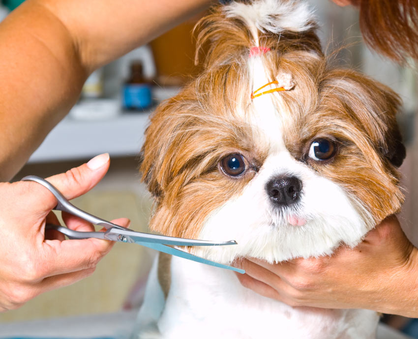 A wonderful little Shih Tzu enjoying a grooming of its coat
