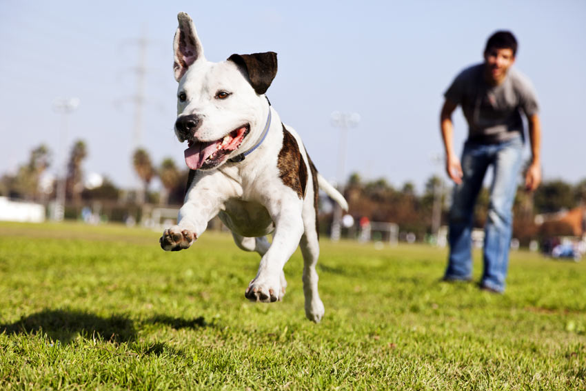 A young Staffordshire Bull Terrier getting some training in the park