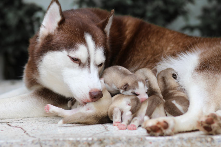 An Alaskan Malamute mother feeding her beautiful young puppies