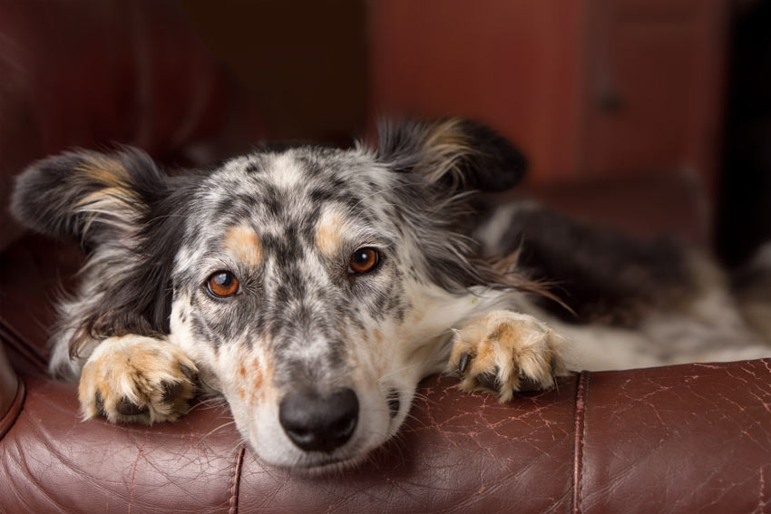 An Australian Shepherd Dog on a sofa