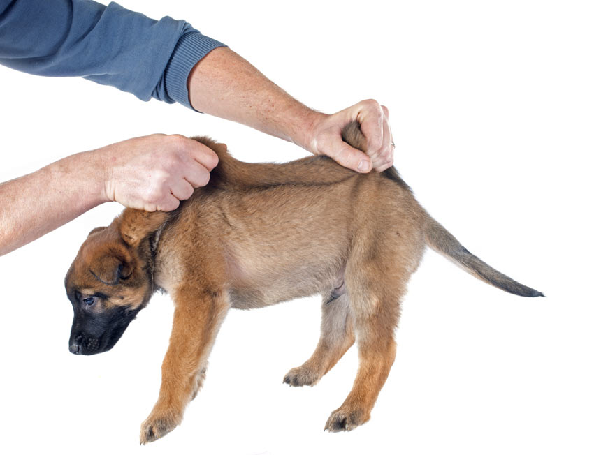 The Best Ways To Pick Up Your Dog | Daily Care Of A Dog