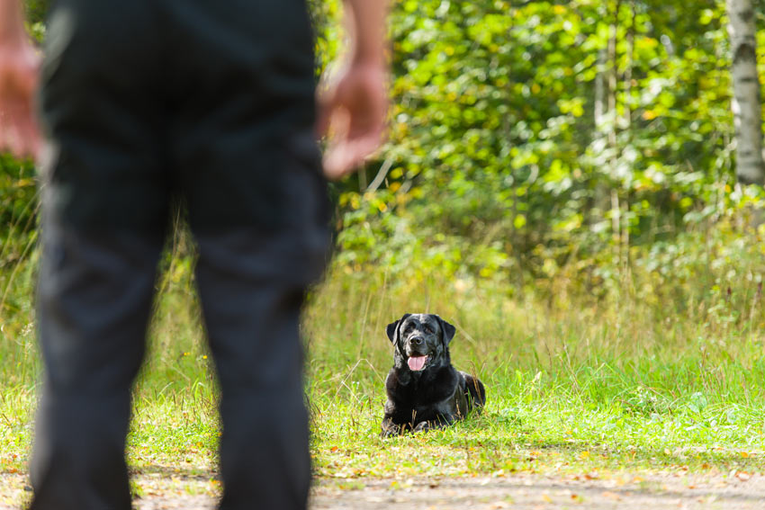 Teaching a Black Labrador to lay down and wait