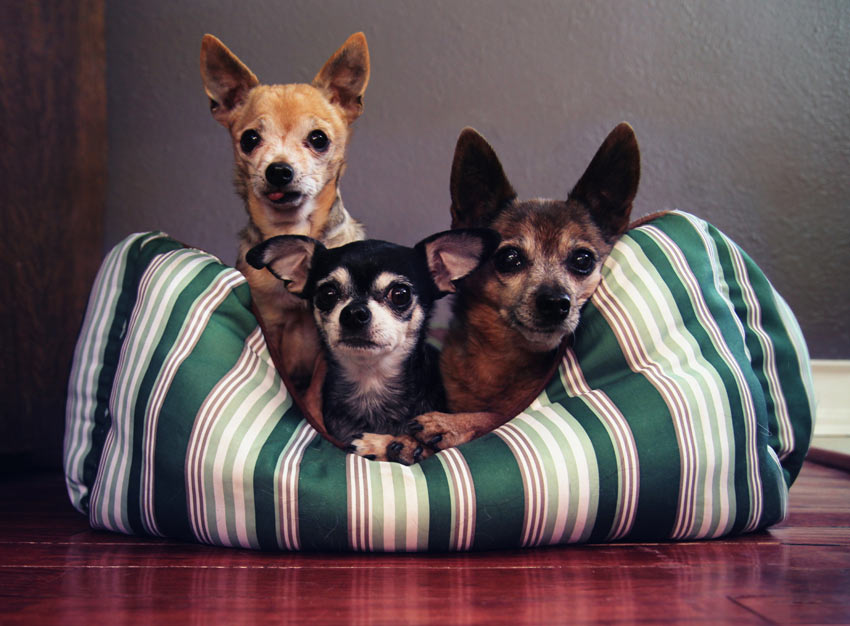 Three dogs curled up together in one nice warm bed