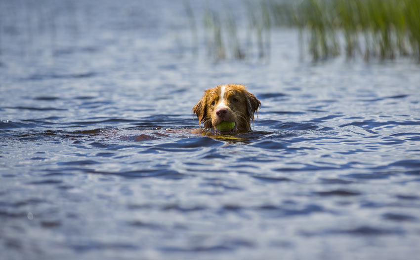 Throwing a tennis ball for a dog to encourage him to swim further