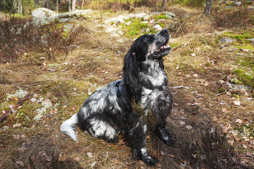 A well trained dog will look happy and alert