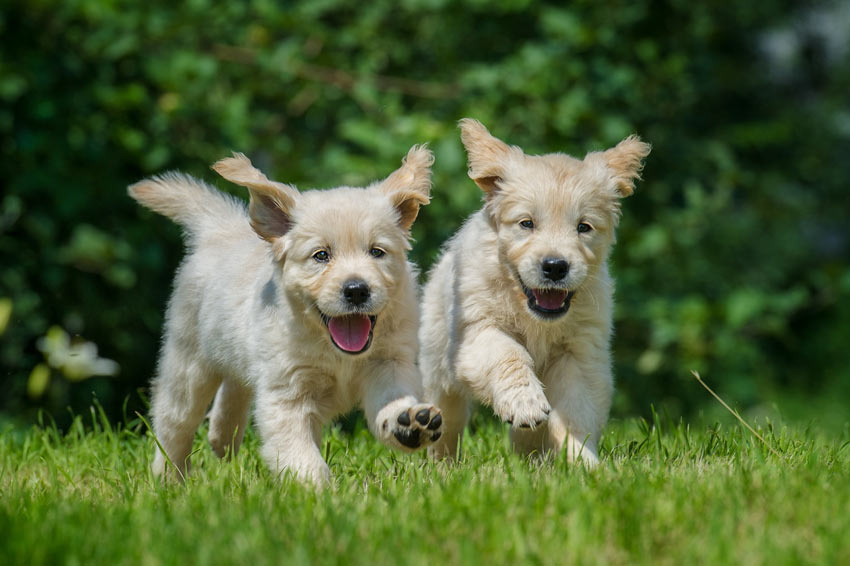 Two Golden Retriever puppies playing in the garden