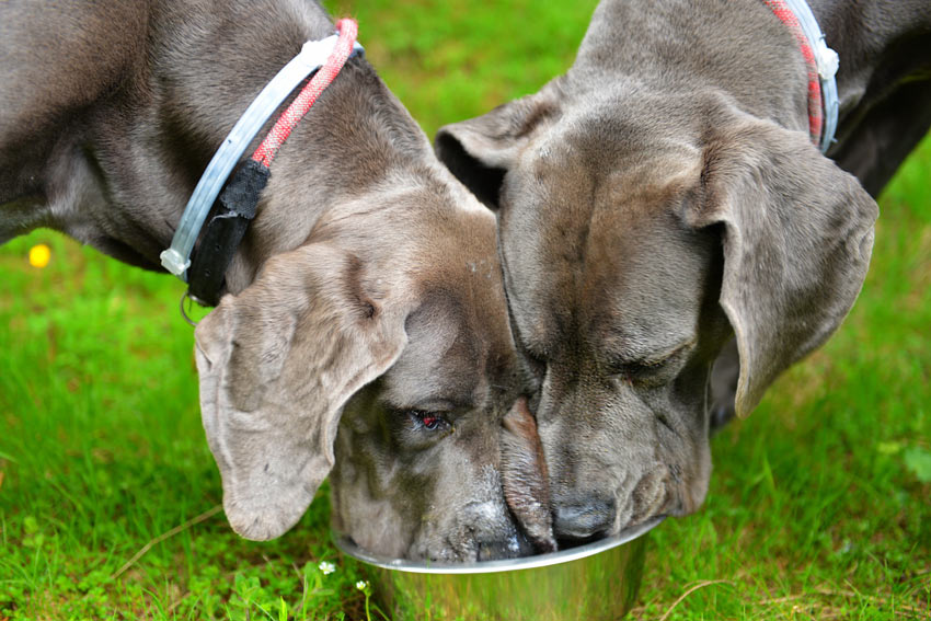 Two Great danes fedding from one bowl in the garden