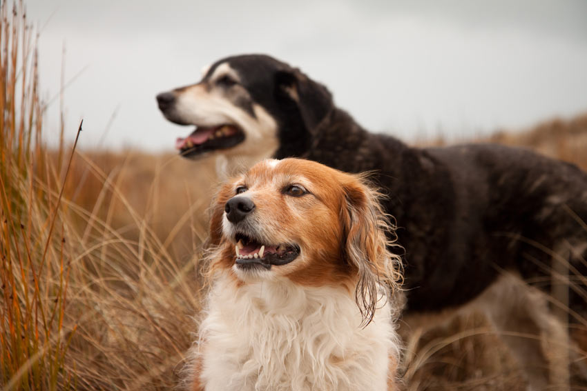 Two dog mates sharing and enjoying eachothers company