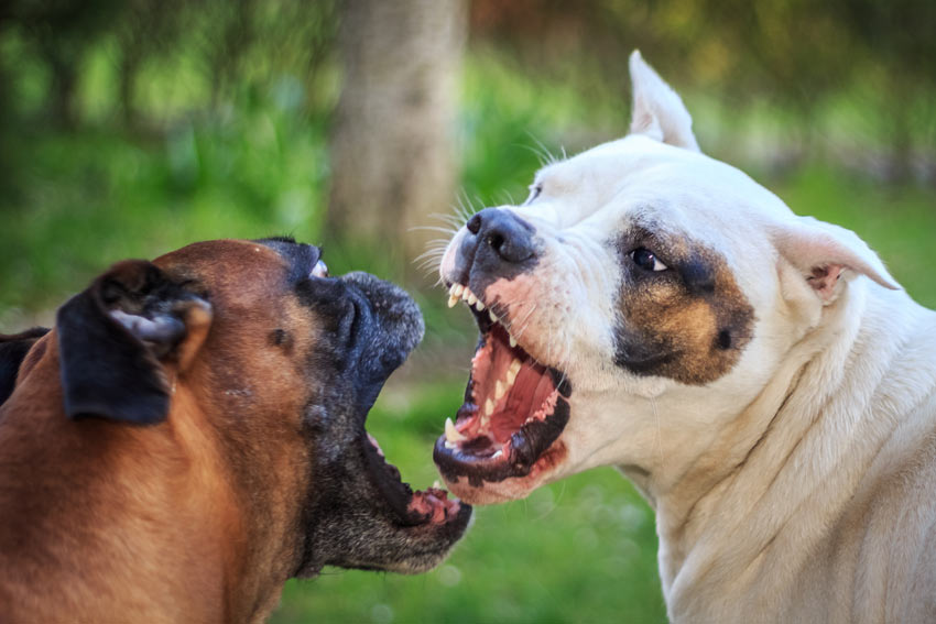 Two dogs fighting