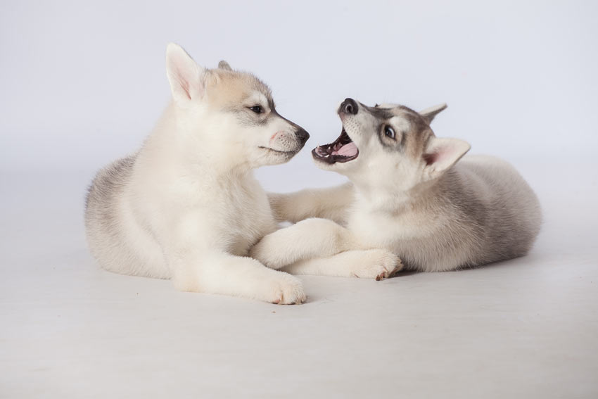 Two young Husky puppies play biting