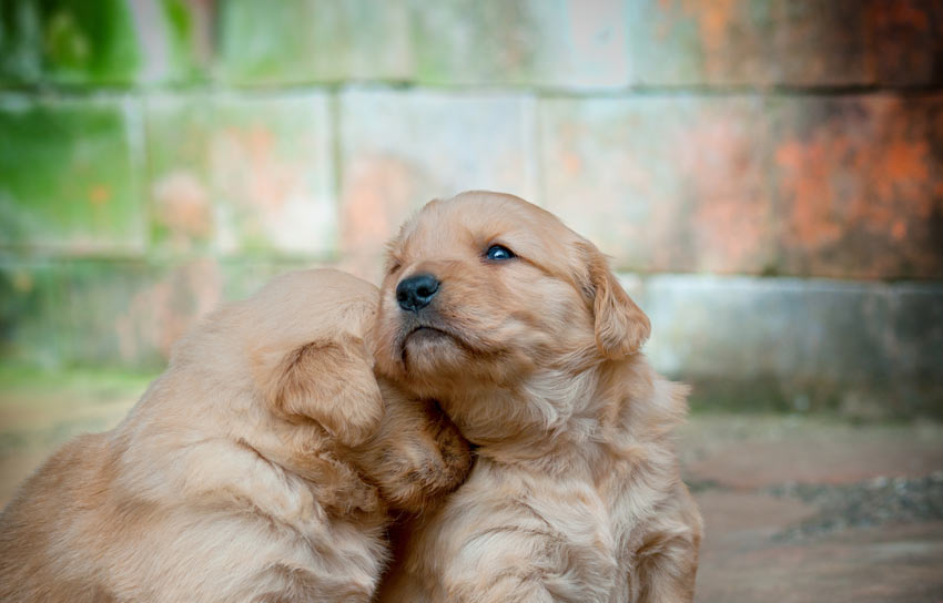 Two young golden puppies sitting down together