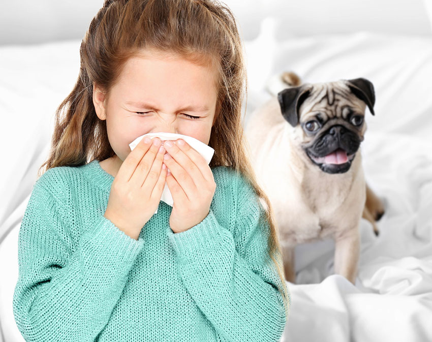 Dog allergy girl sneezing pug smiling