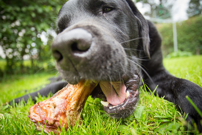 Dog and bone healthy mouth and teeth