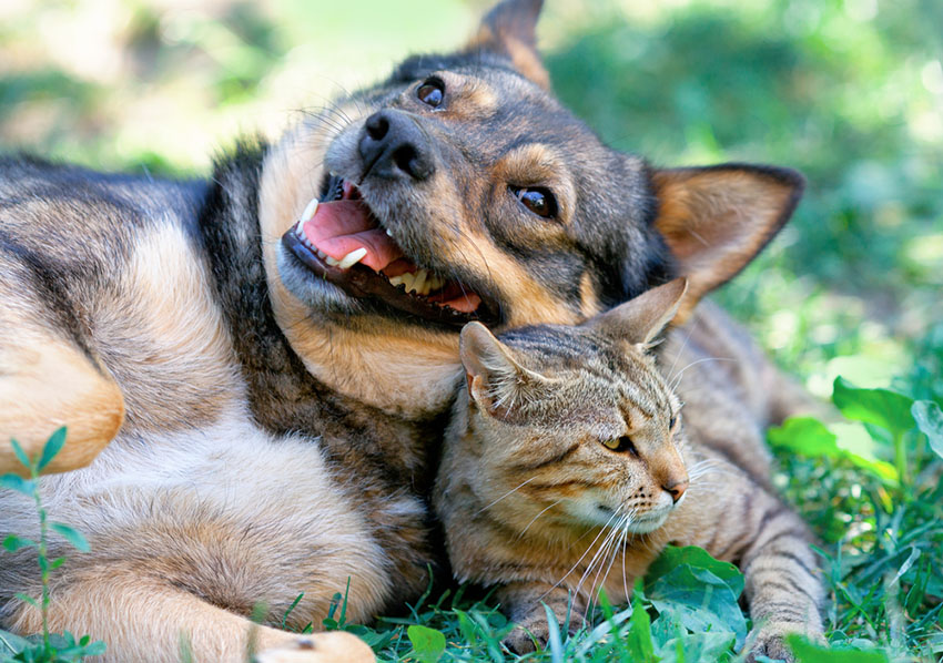 Dog and cat best of friends lying together outdoors