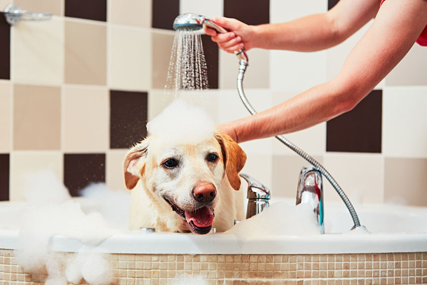 Dog bath shower