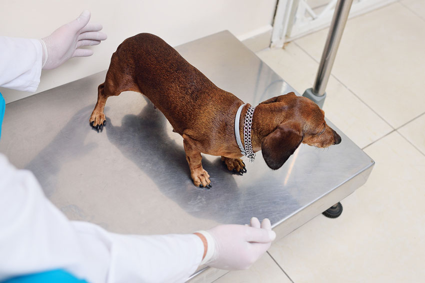 Dog being weighed by vet Dachshund