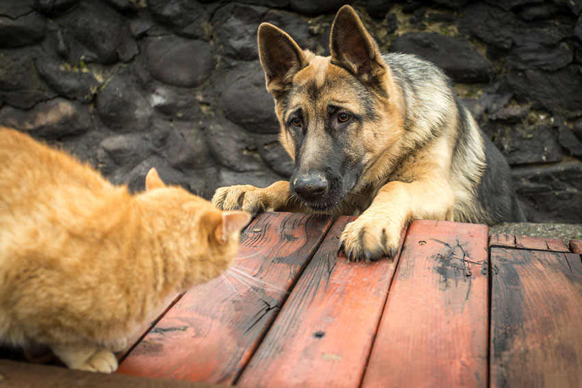 Dog chasing cat German Shepherd alsatian and Ginger tomcat