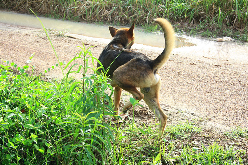 Dog cocks leg urinating at roadside