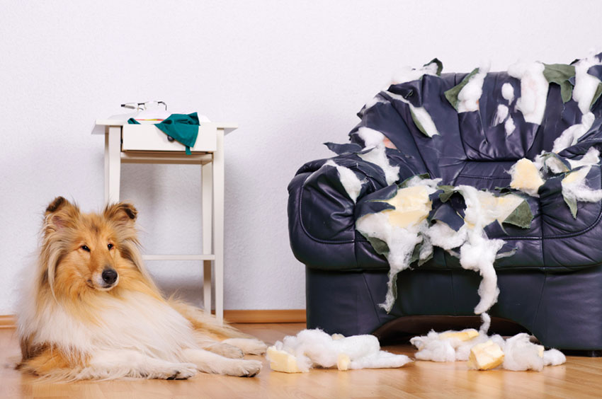 Dog destroys furniture Collie sits by shredded chair