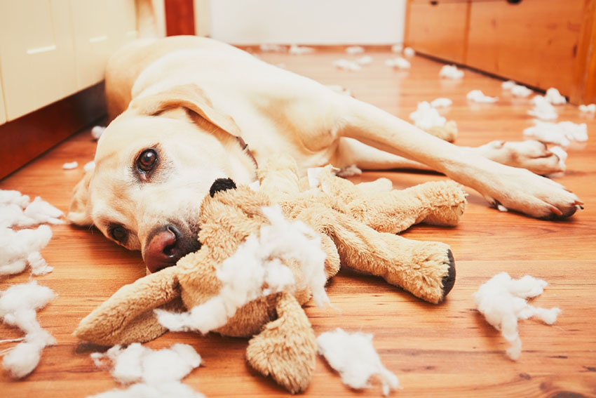 Dog destroys toy Labrador eats plush toy