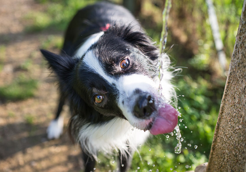 Border Collie with bright healthy eyes