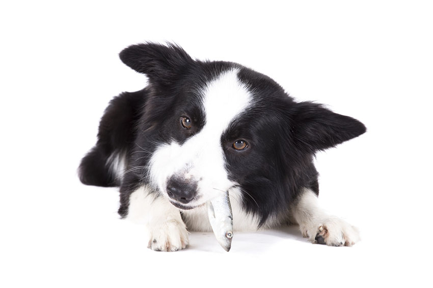 Dog eats fish Border Collie enjoys herring
