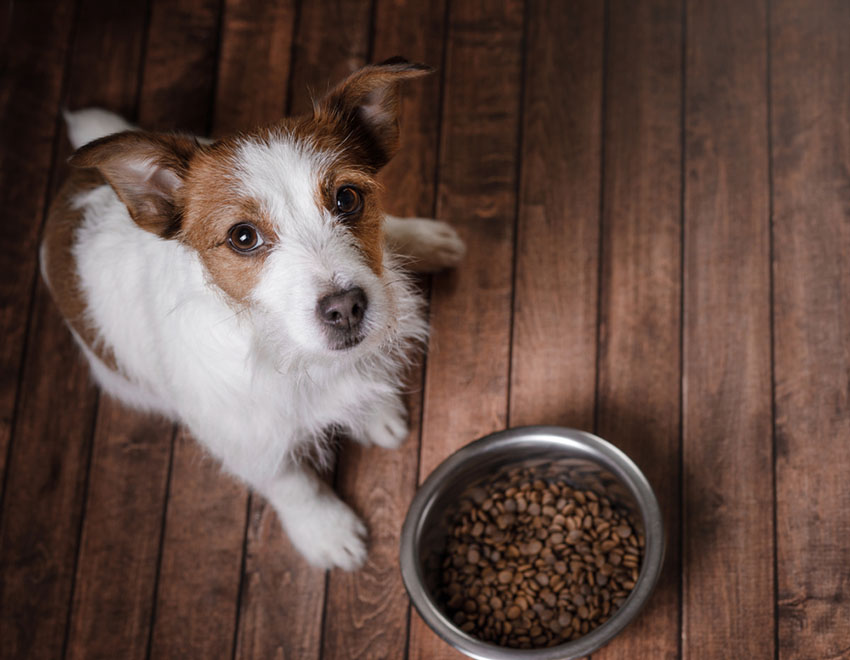 Dog food Jack Russell with bowl of dry food