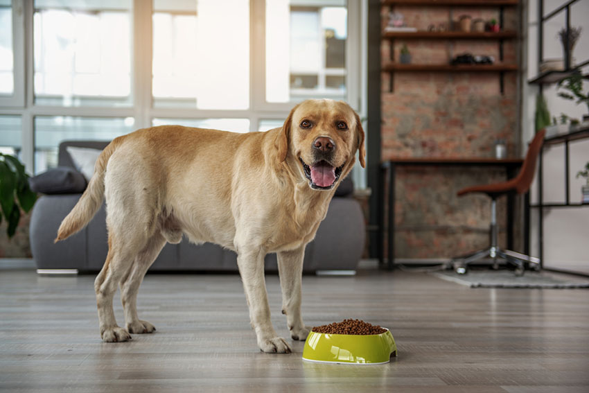 Dog food bowl Labrador eating dry food