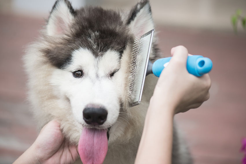 Dog grooming Siberian Husky being brushed with dog brush