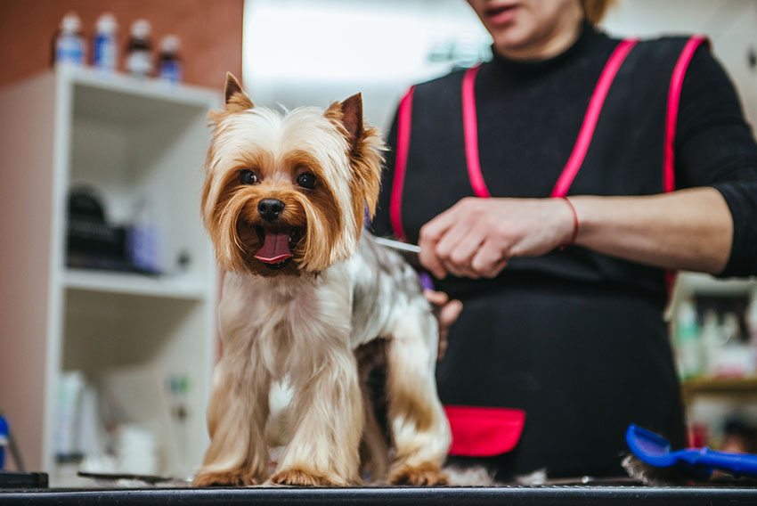 Dog grooming hair cut for Yorkshire terrier