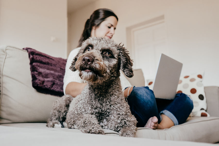 Dog indoors apartment