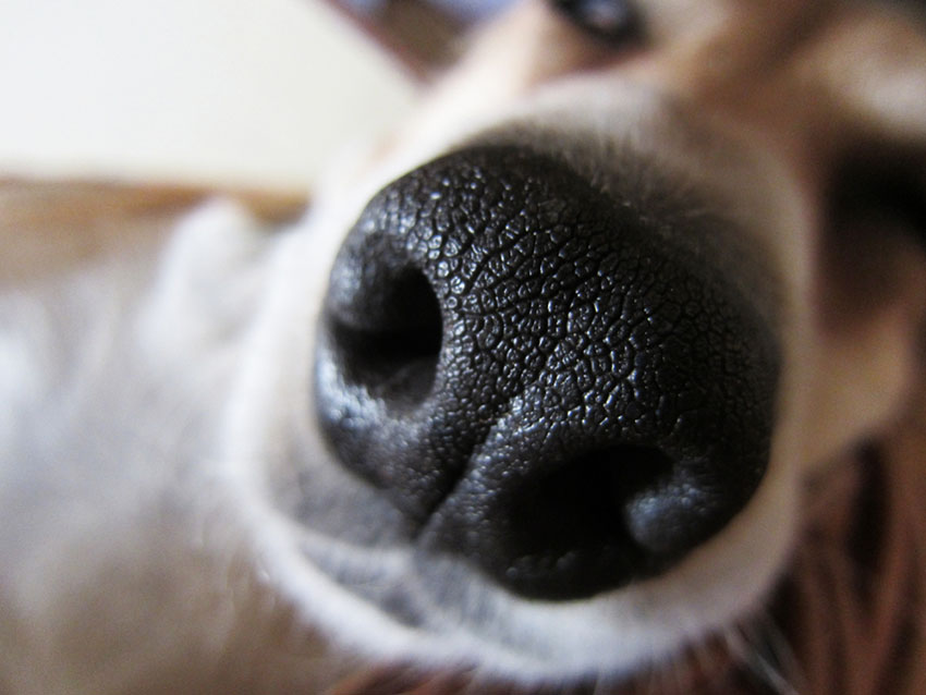 Dog nose amazing sense of smell