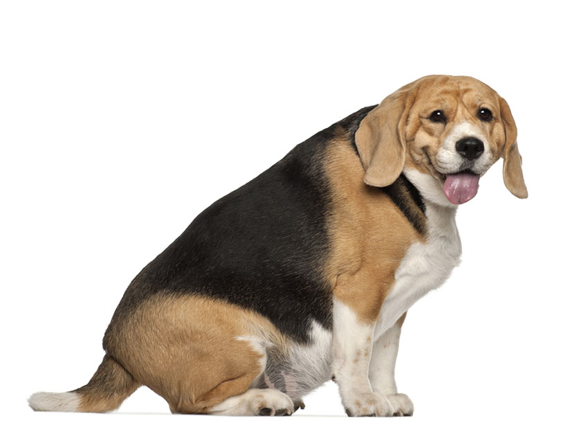 Dog overweight fat beagle