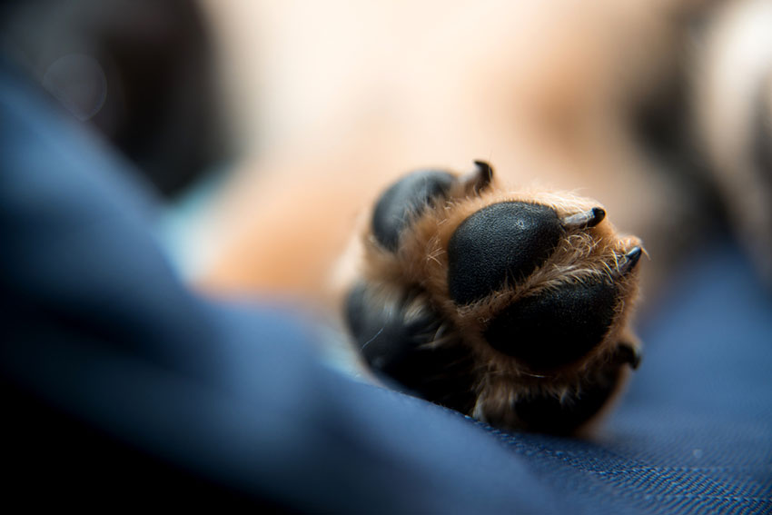 Dog paw showing pads claws and toes