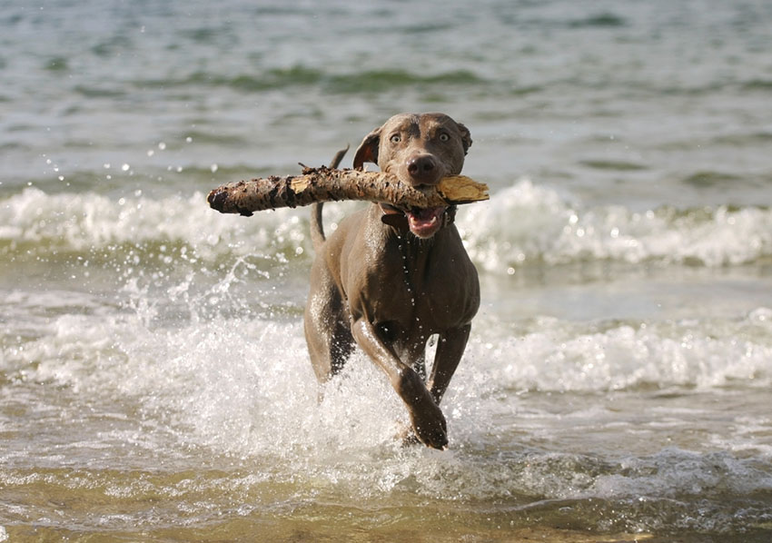 The sea holds no fears for this dog on a mission with a big stick