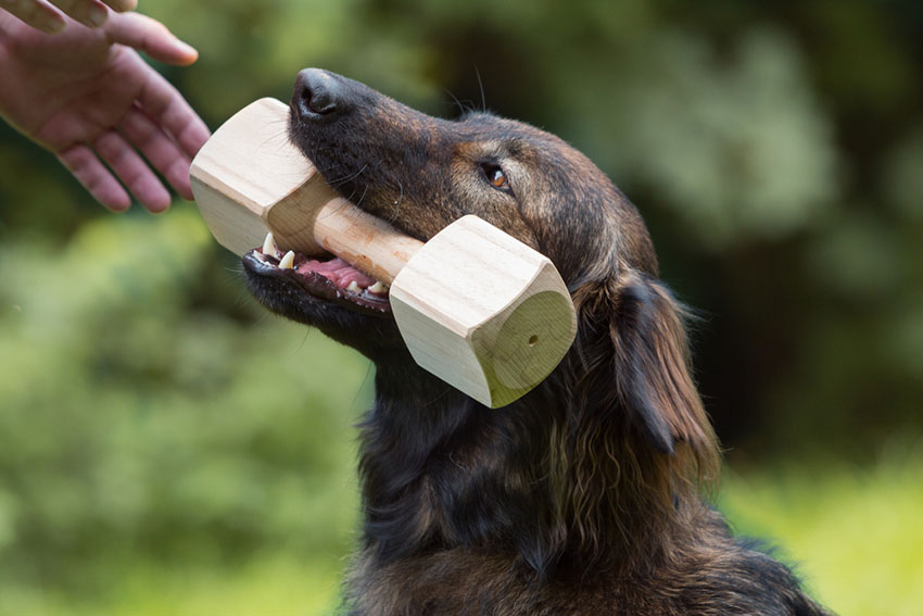 A dog playing fetch