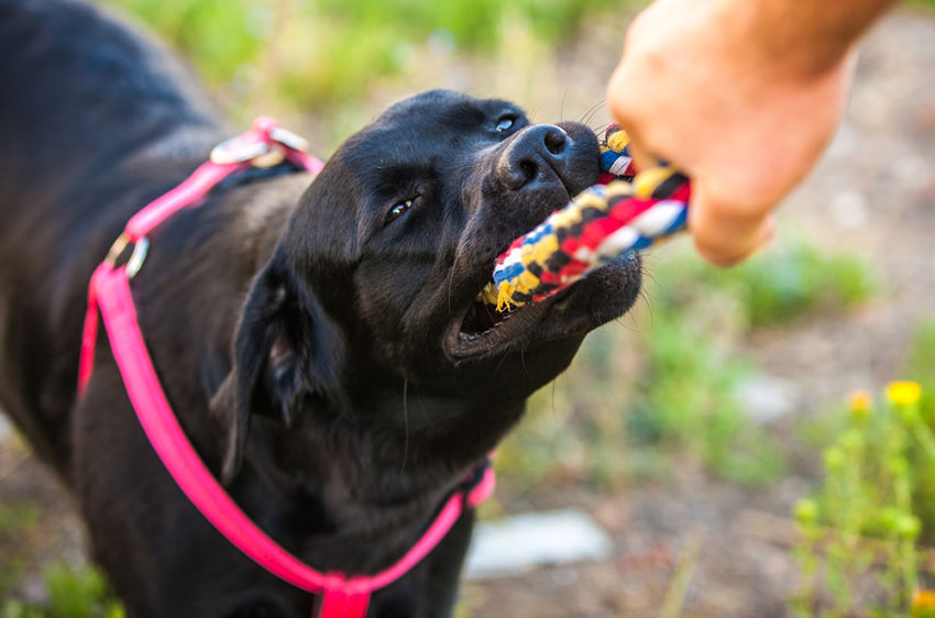 Dog playing pulling rope tug of war